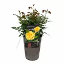 Róża Flower Power Gold ® Dwarf w doniczce 3L