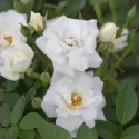 Róża karłowa White Cover® w doniczce 3L