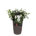 Róża karłowa White Cover® w doniczce 3L