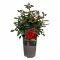 Róża floribunda Europeana w doniczce 3L