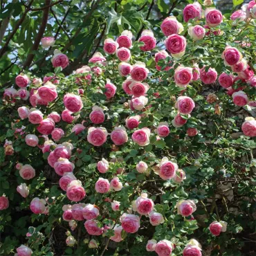 Róża pnąca Eden Rose ®  w doniczce 3L