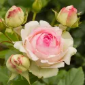 Róża pnąca Eden Rose ®  w doniczce 3L