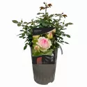 Róża pnąca Eden Rose ®  w doniczce 3L