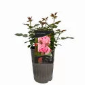 Róża wielkokwiatowa Lady of England ® w doniczce 3L