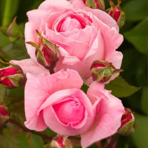 Róża wielkokwiatowa Lady of England ® w doniczce 3L