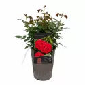 Róża floribunda Red Wanderer® w doniczce 3L