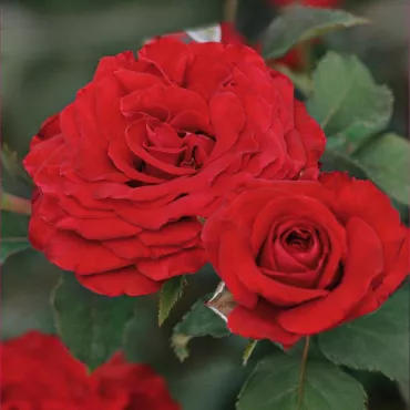 Róża floribunda Red Wanderer® w doniczce 3L