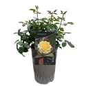Róża wielkokwiatowa Yellow Wonder® w doniczce 3L