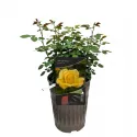 Róża floribunda Arthur Bell ® w doniczce 3L