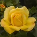 Róża floribunda Arthur Bell ® w doniczce 3L