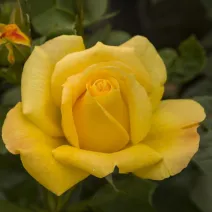 Róża floribunda Arthur Bell ® w doniczce 3L