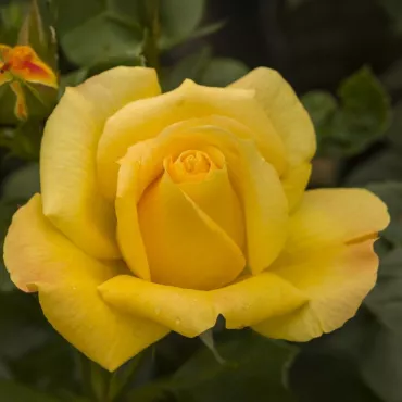 Róża floribunda Arthur Bell ® w doniczce 3L