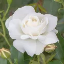 Róża floribunda Kristall Perle ® w doniczce 3L