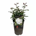 Róża floribunda Kristall Perle ® w doniczce 3L