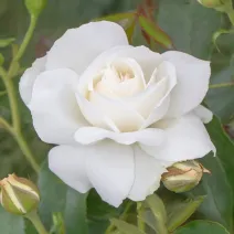 Róża floribunda Kristall Perle ® w doniczce 3L