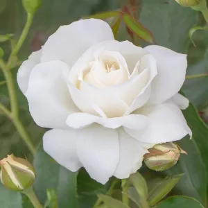 Róża floribunda Kristall Perle ® w doniczce 3L