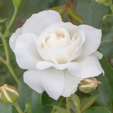 Róża floribunda Kristall Perle ® w doniczce 3L
