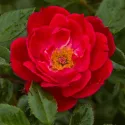 Róża floribunda Little Buckaroo ® w doniczce 3L