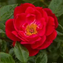 Róża floribunda Little Buckaroo ® w doniczce 3L