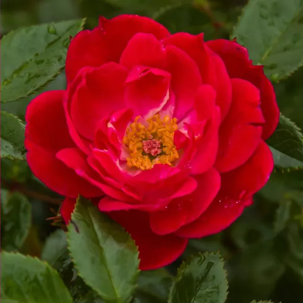 Róża floribunda Little Buckaroo ® w doniczce 3L