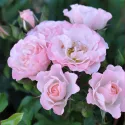 Róża floribunda Pink Ruf ® w doniczce 3L