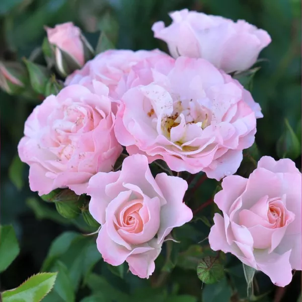 Róża floribunda Pink Ruf ® w doniczce 3L
