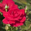 Róża pnąca Prince's Trust ® w doniczce 3L