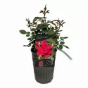 Róża pnąca Prince's Trust ® w doniczce 3L