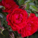 Róża karłowata  Raspberry Royale ®w doniczce 3L