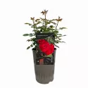 Róża karłowata  Raspberry Royale ®w doniczce 3L