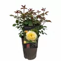 Róża pnąca Golden Climber ® w doniczce 3L