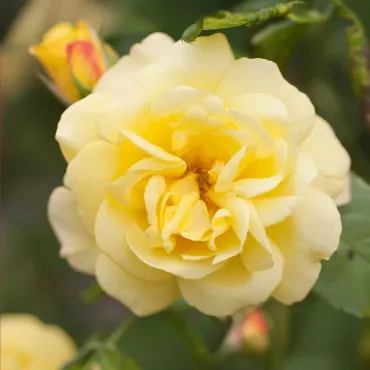 Róża pnąca Golden Climber ® w doniczce 3L