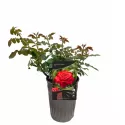 Róża wielkokwiatowa Dame de Coeur w doniczce 3L