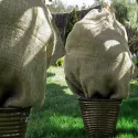 Worek z naturalnej juty 80x60 cm – Ochrona roślin zimą, ekologiczne opakowanie wielokrotnego użytku