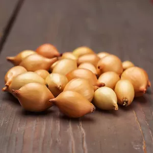 Cebula żółta Corrado