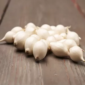 Cebula biała zimowa Snowball