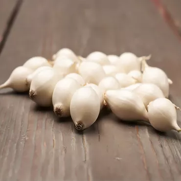 Cebula biała zimowa Snowball