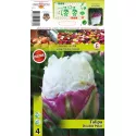 Podwójne tulipany typu peony Double Polar