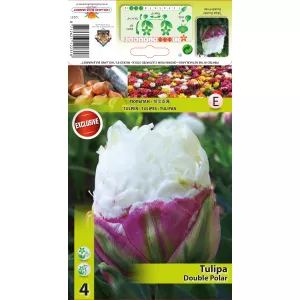 Podwójne tulipany typu peony Double Polar