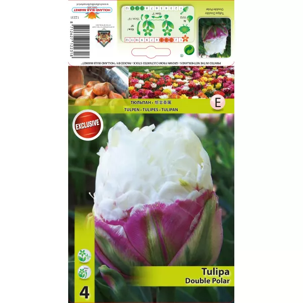 Podwójne tulipany typu peony Double Polar