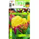 Podwójne tulipany typu peony Ice Cream Banana