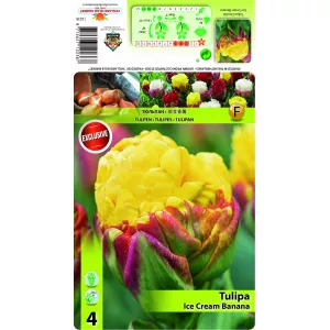 Podwójne tulipany typu peony Ice Cream Banana