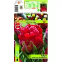 Podwójne tulipany typu peony Lody truskawkowe