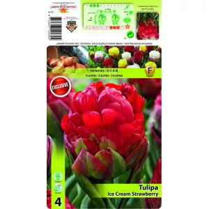 Podwójne tulipany typu peony Lody truskawkowe