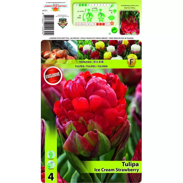 Podwójne tulipany typu peony Lody truskawkowe