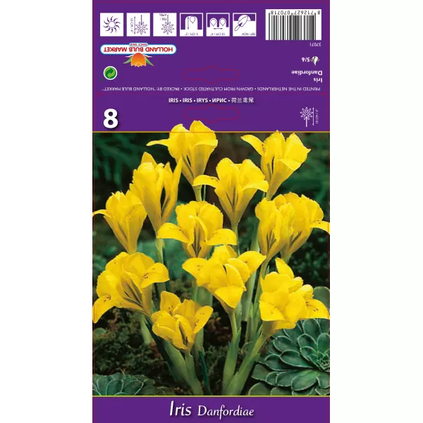 Irys Danfordiae