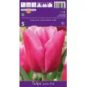 Tulipan Triumf Jumbo Pink