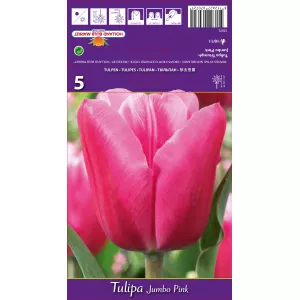 Tulipan Triumf Jumbo Pink