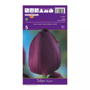 Tulipan Triumf Negrita