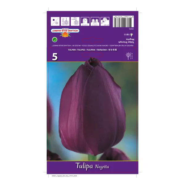 Tulipan Triumf Negrita